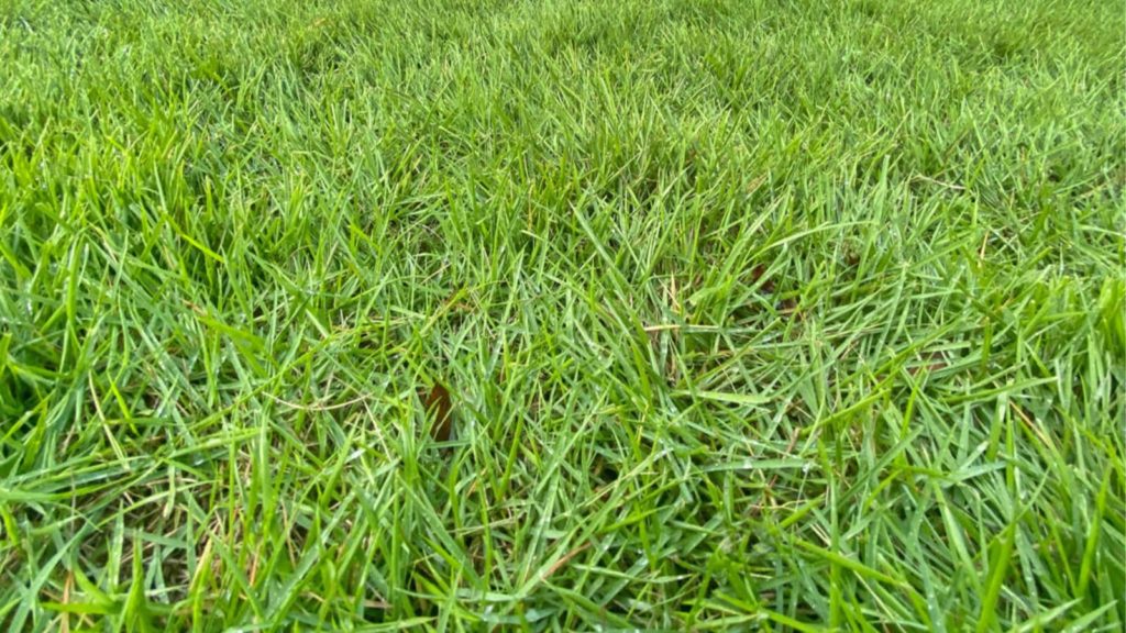 Innovation Zoysia Grass Tall Close Up