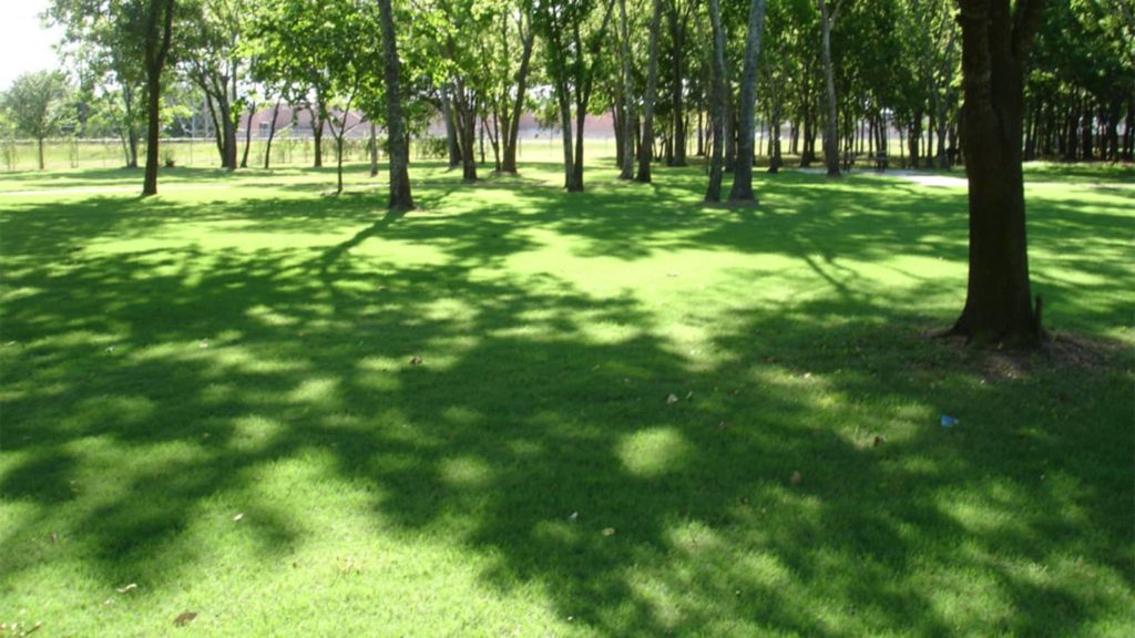 Celebration Bermudagrass Shade Grass Trees