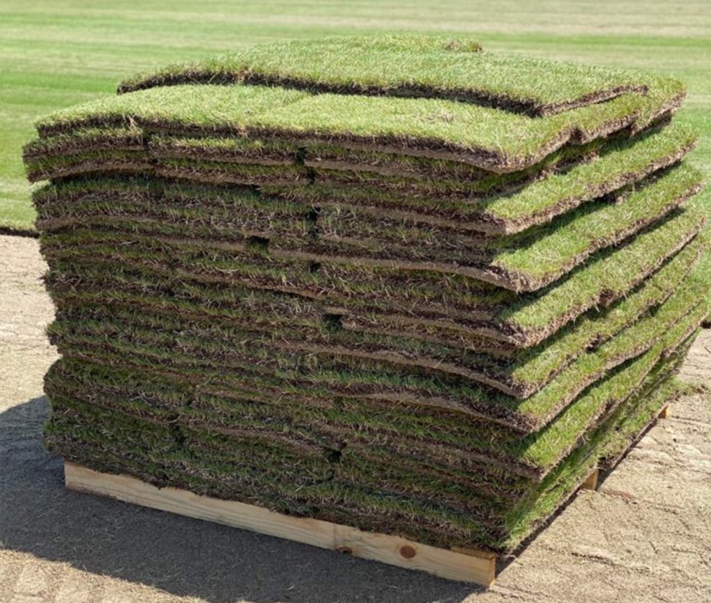 Zeon Zoysia Grass Pallet