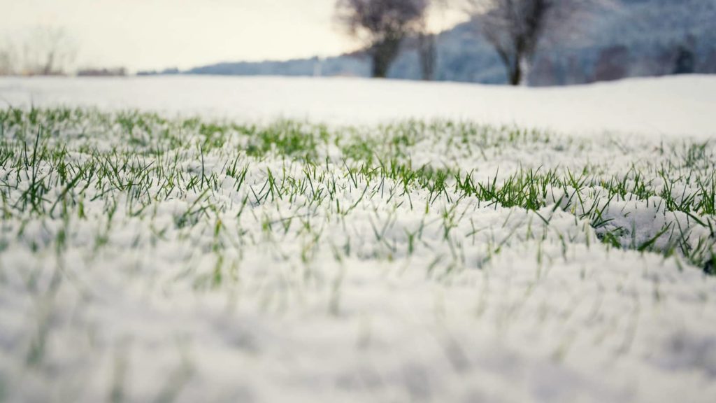 Planted Grass Seed In Winter Lawn Close Up Snow Covered Grass