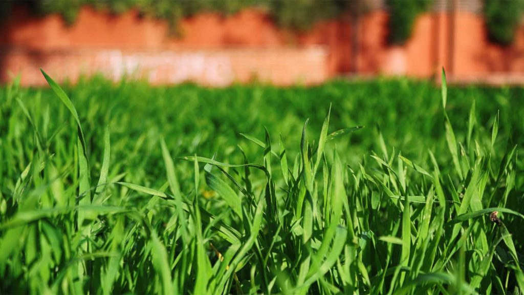 Planted Grass Seed In Summer Close Up Lawn