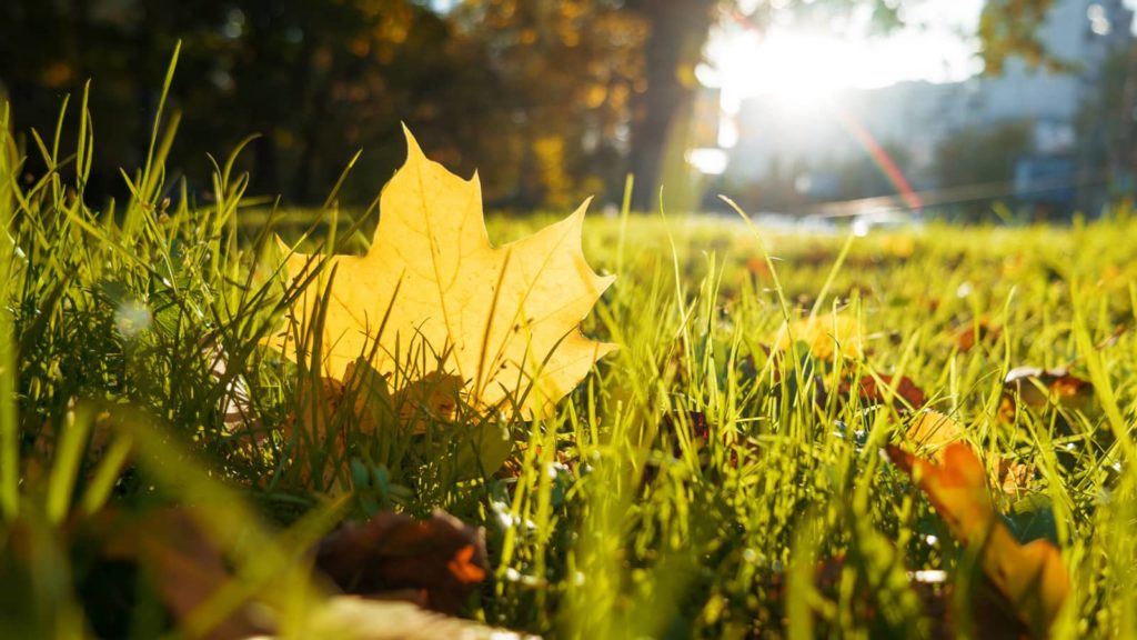 Planted Grass Seed In Fall Lawn Close Up Leaves