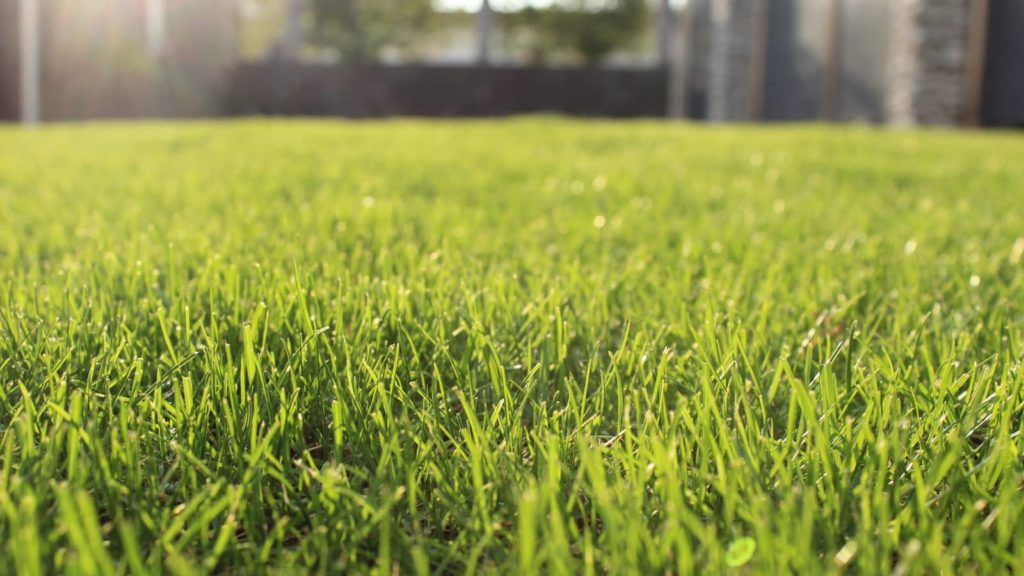 Planted Grass Seed In Spring Lawn Close Up Sunshine