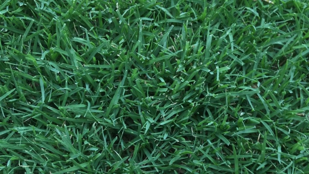 Northbridge Bermuda Color Dark Green