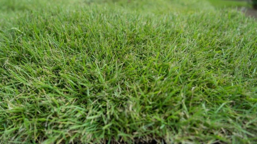 innovation zoysia grass close up sod