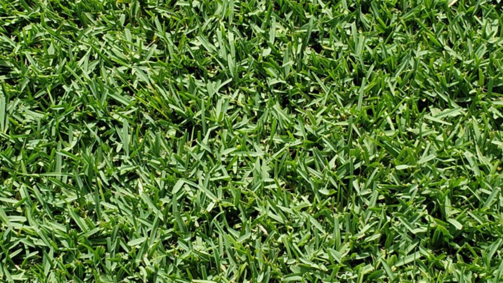 Citrablue St Augustine Grass Top View
