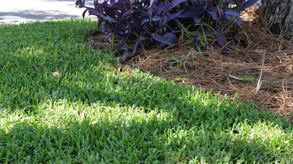 Palmetto St Augustine Grass Shade Close Up
