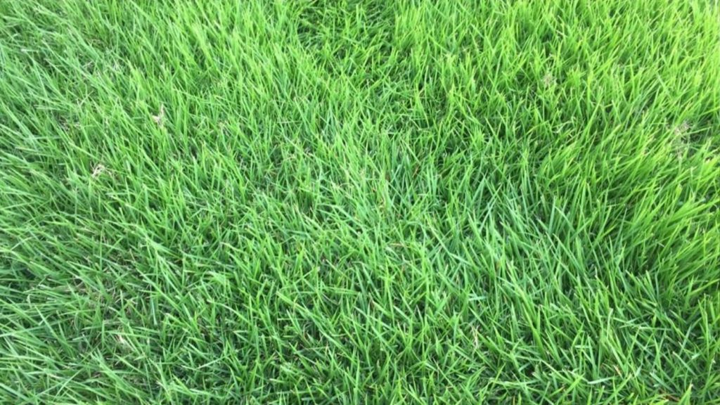 innovation zoysia grass close up blades