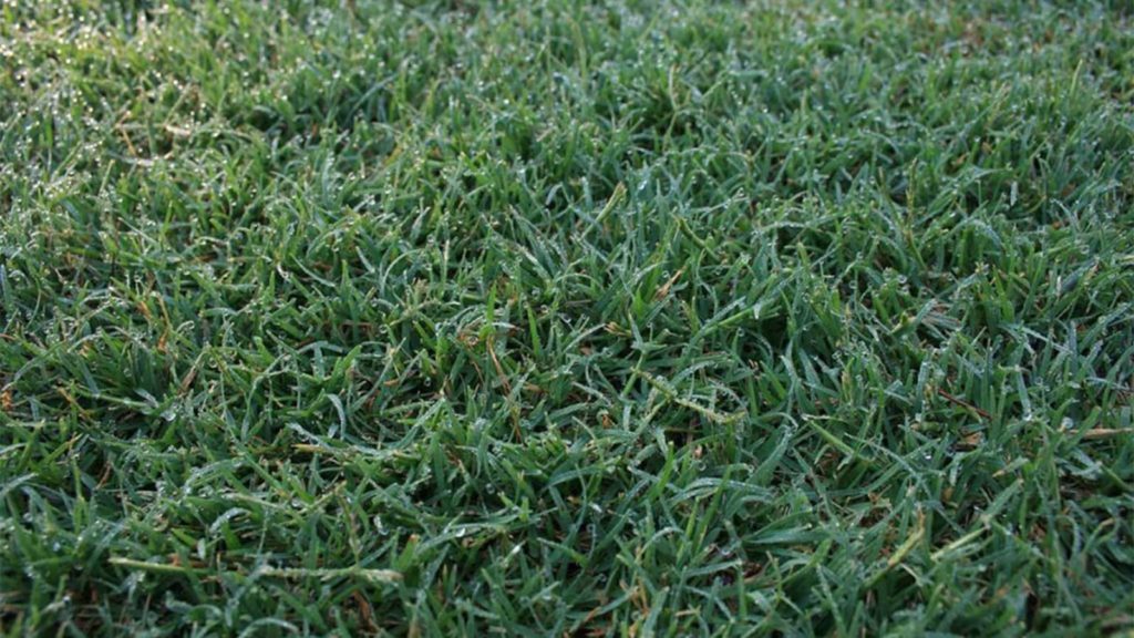 Celebration Bermuda Grass Dew Top Angle View