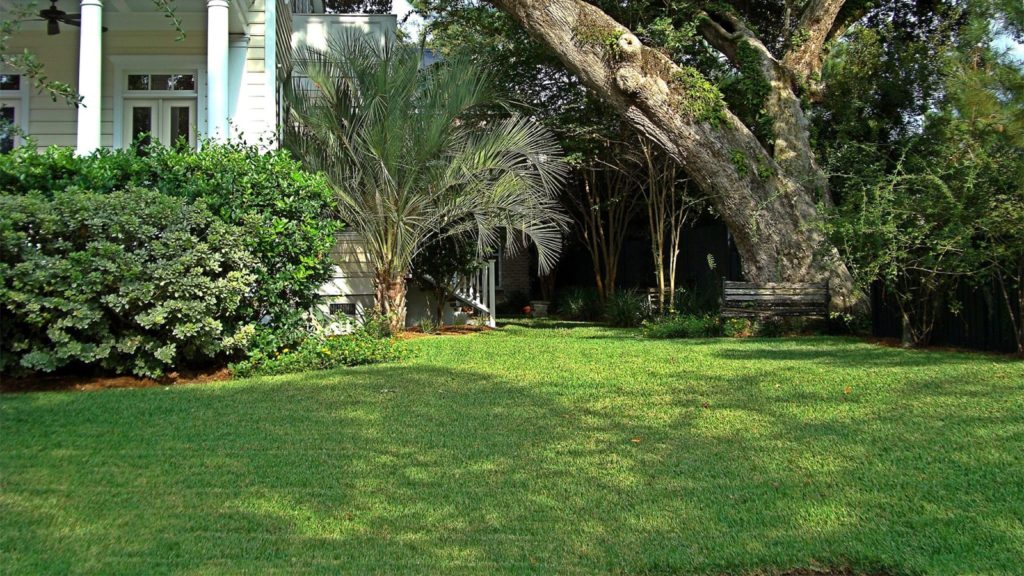 Palmetto St Augustine Grass Gulf Coast