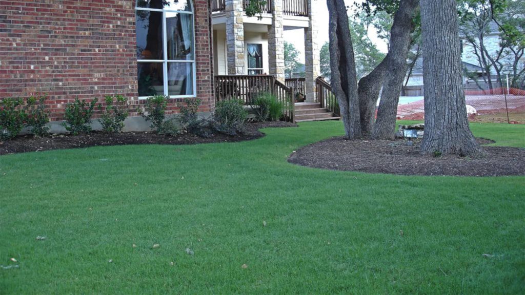 Celebration Bermuda Grass Home Lawn Side Of House Tree Austin Texas