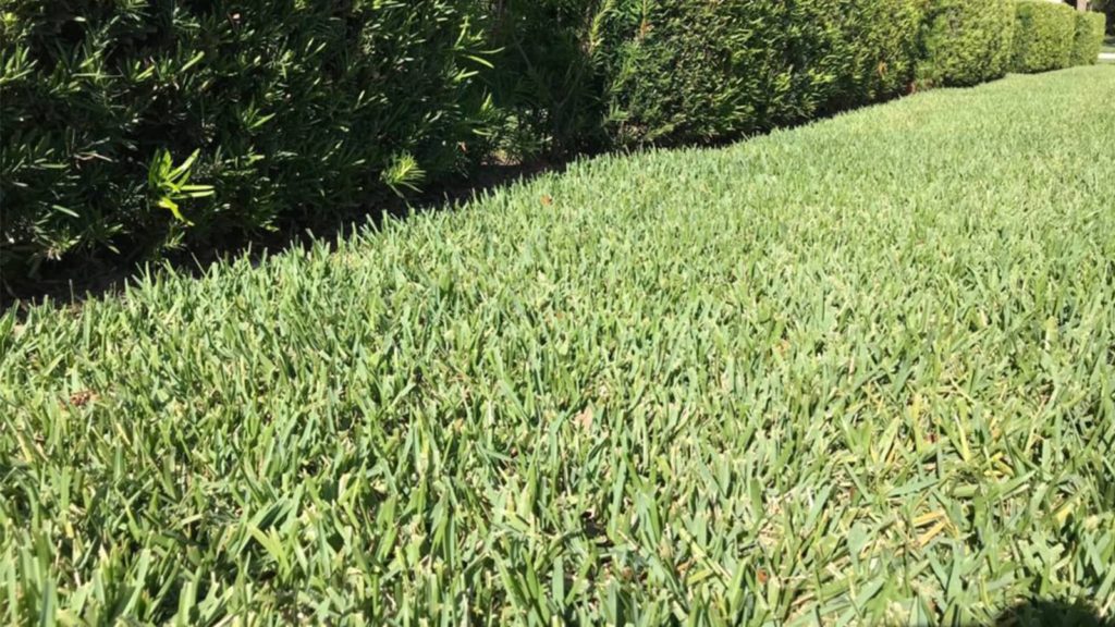 Floratam St Augustine Grass Lawn