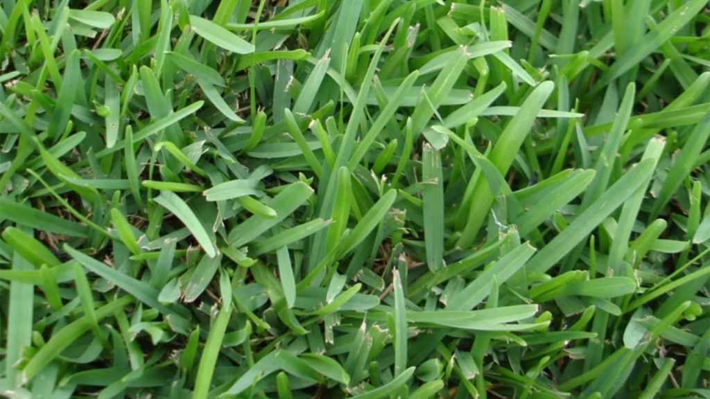 Seville St Augustine Grass Close Up Blades