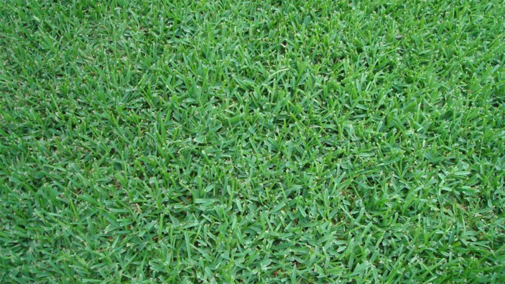 Raleigh St Augustine Grass Close Up Blades