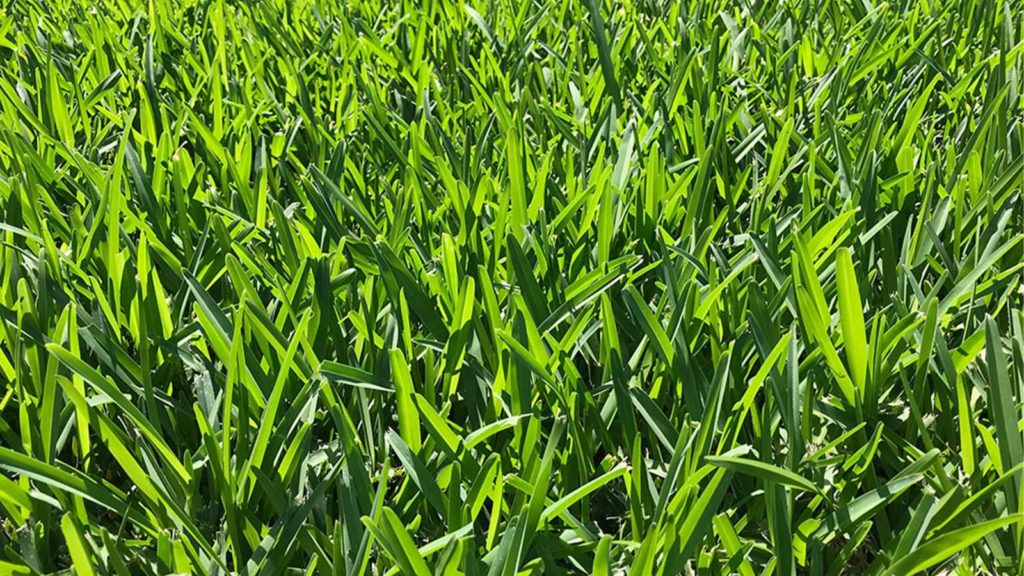 Floratam St Augustine Grass Blades