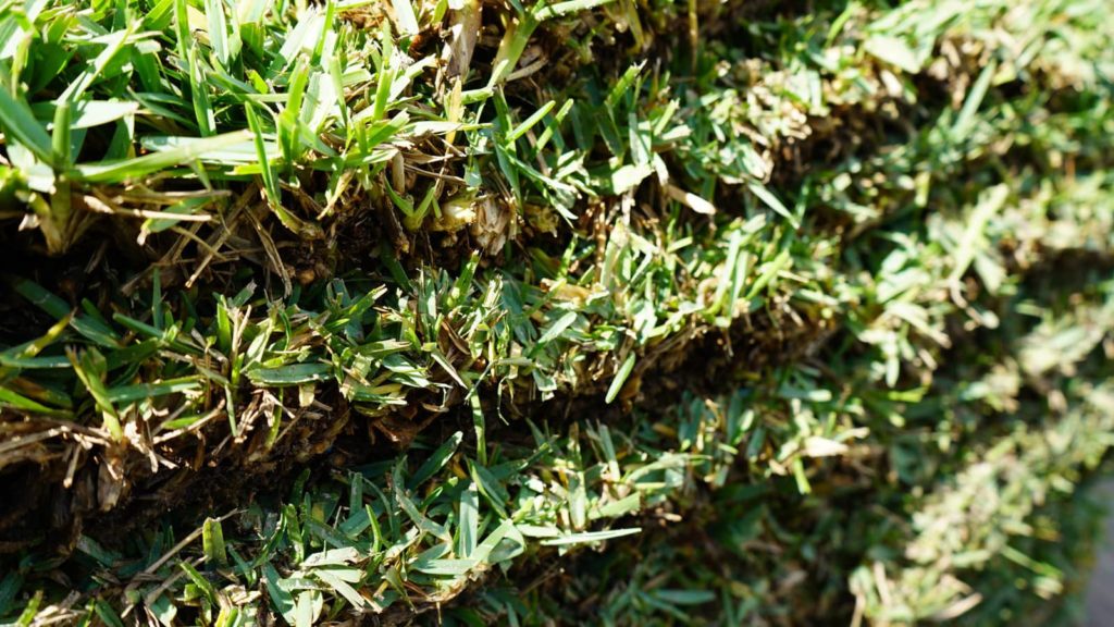 Citrablue St Augustine Sod Pallet Close Up