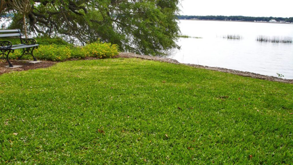 Palmetto St Augustine Grass By Lake