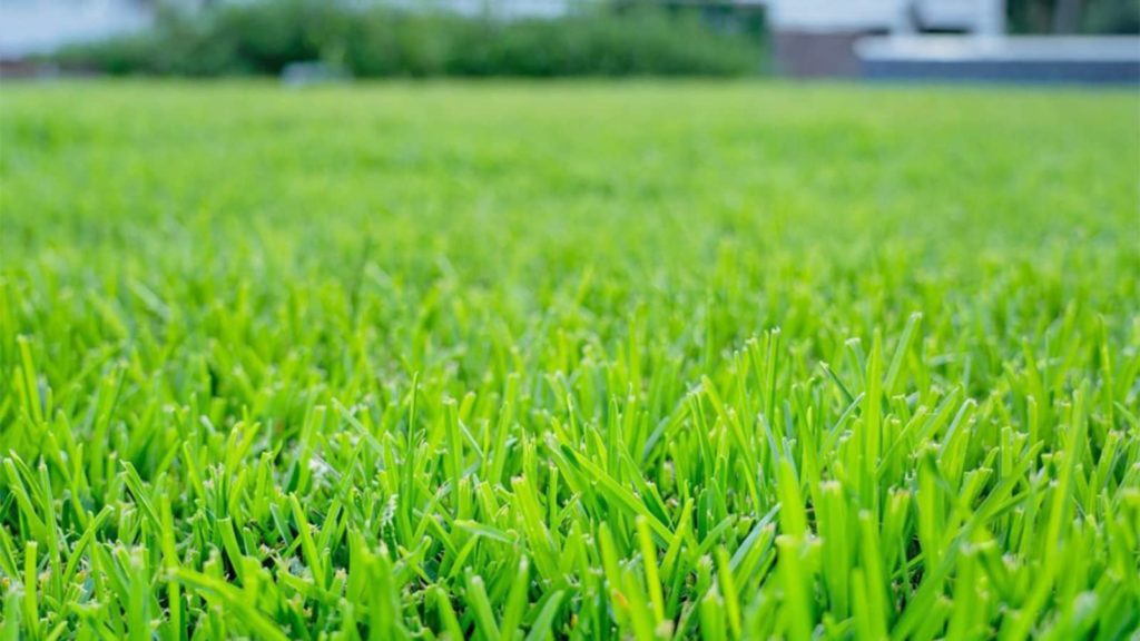 Palmetto St Augustine Grass Close Up Angle
