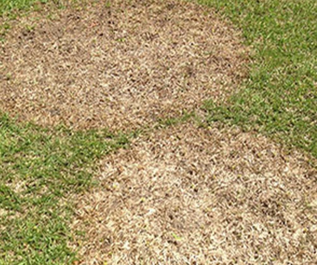 Two Fungus Disease Spots In Lawn