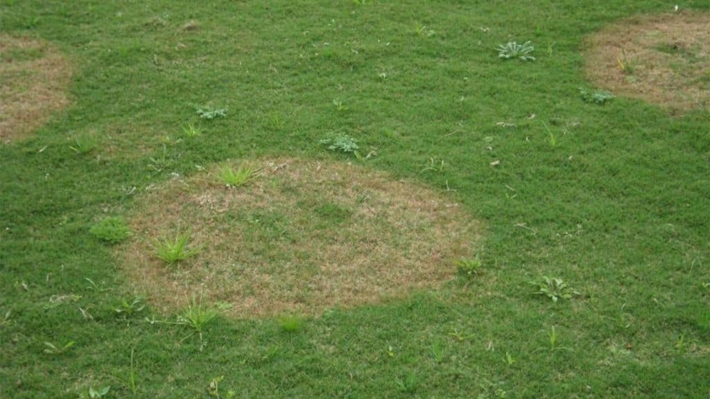 Lawn Disease Spots Damaged Grass Circles