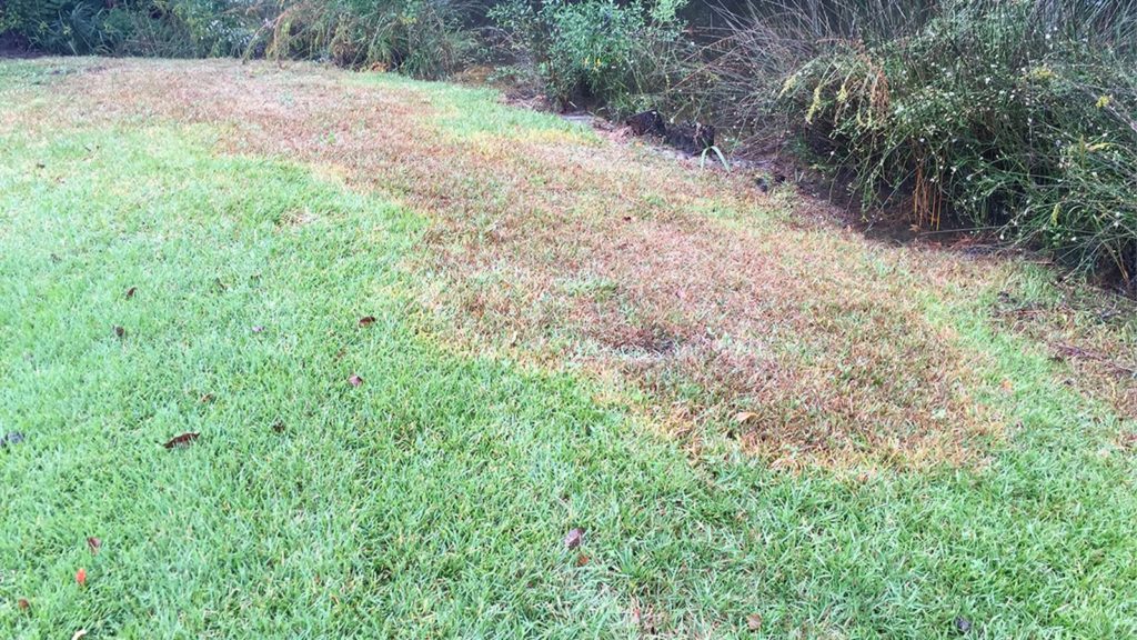 Grass With Disease Spreading