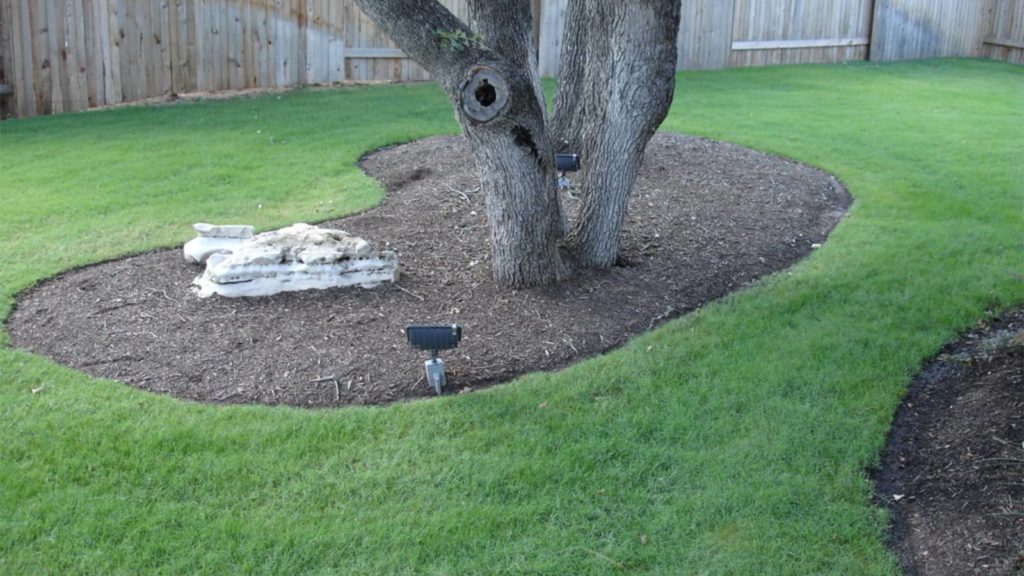 Celebration Bermuda Grass Home Lawn Tree Landscaping Austin Texas