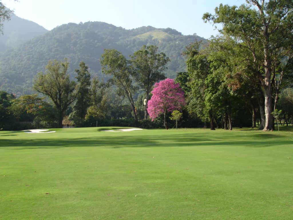 Tifway 419 bermuda grass