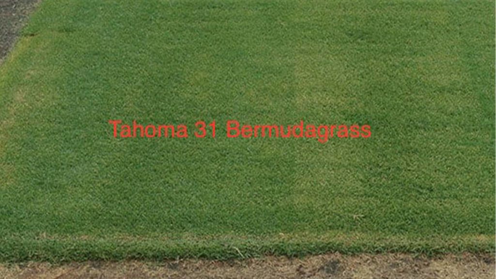 Tahoma 31 Bermuda Grass Plot