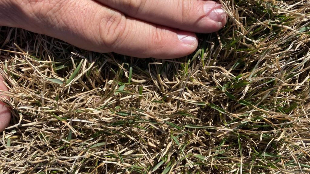 Hand Showing Green Peeking Out From Freeze Damaged Zoysia Grass