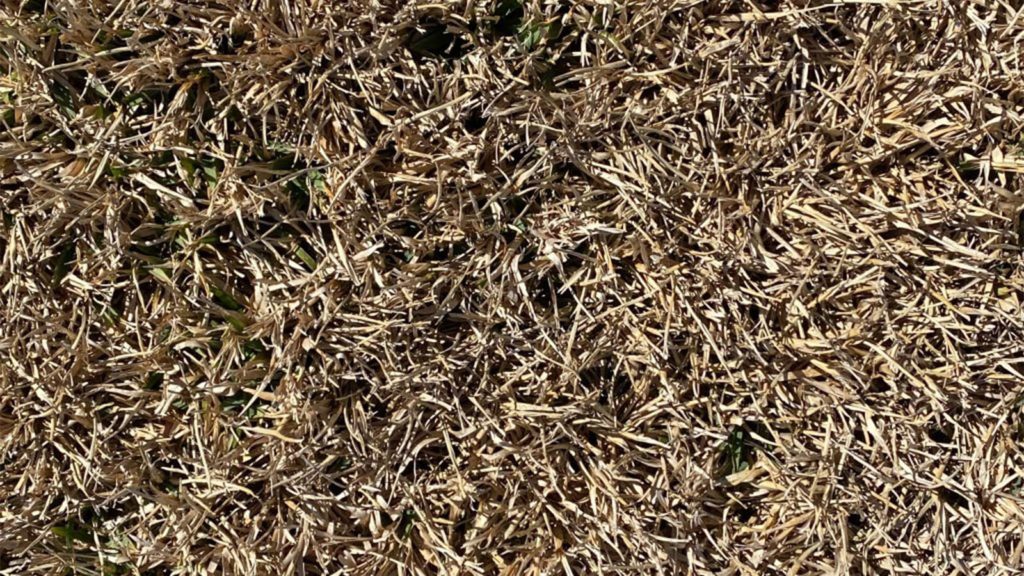 Green Peeking Out From Freeze Damaged Zoysia Grass