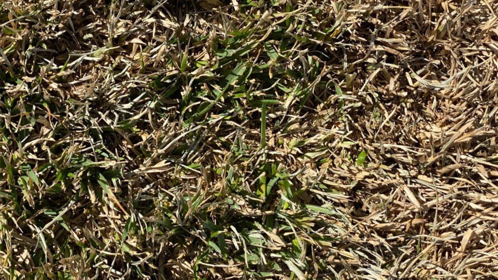 Green Peeking Out From Freeze Damaged St Augustine Grass