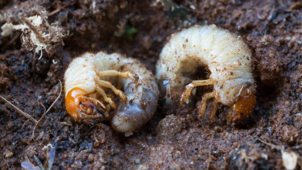 Two Grub Worms In Dirt