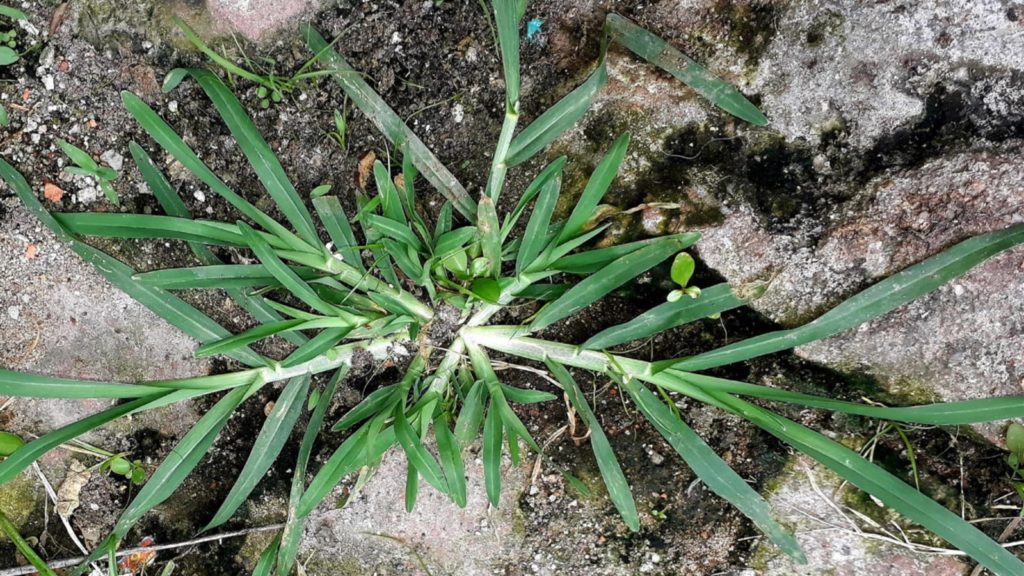 Top View Close Up Of Goosegrass Weed