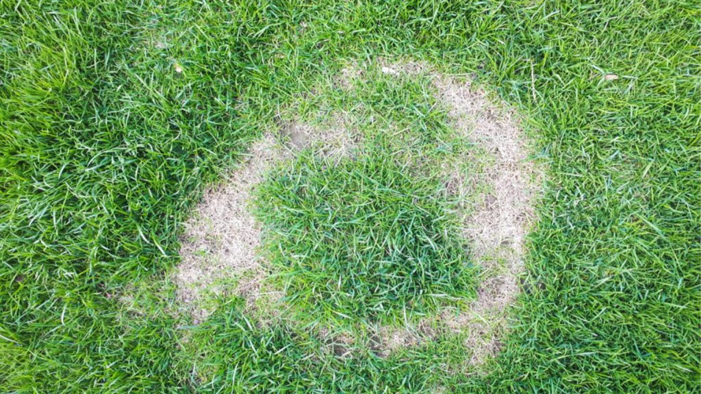 Fairy Ring On Lawn
