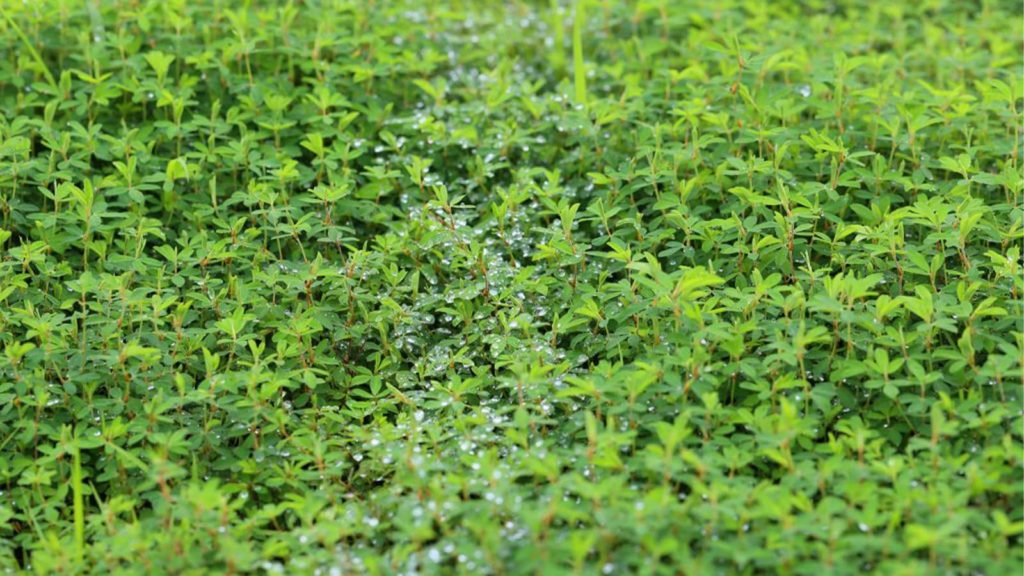 Lespedeza close up angle view