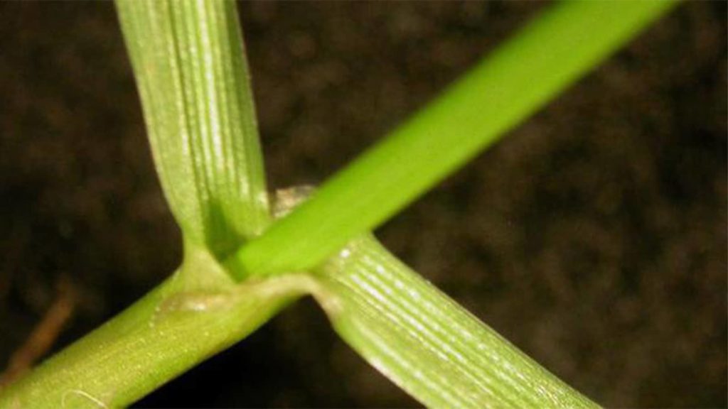 Annual Ryegrass Close Up