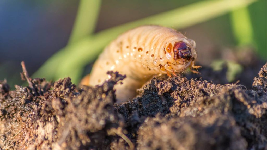 Grub Worm Insect Close Up