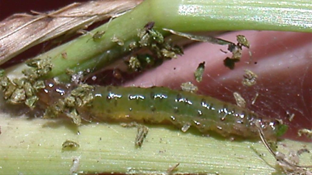Sod Webworm Grass Blade Close Up