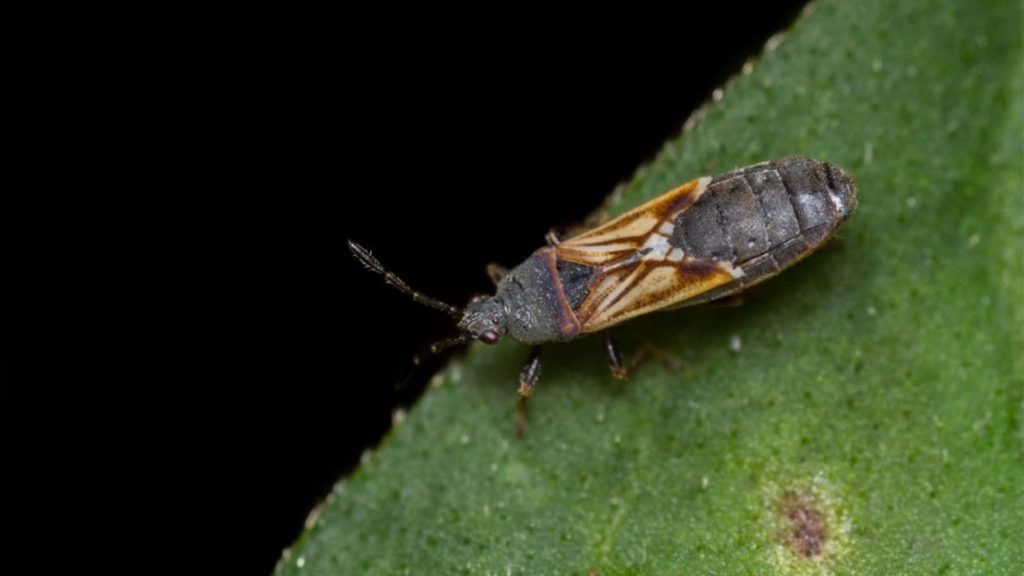 chinch bug Insect Control In Your St Augustine Lawn