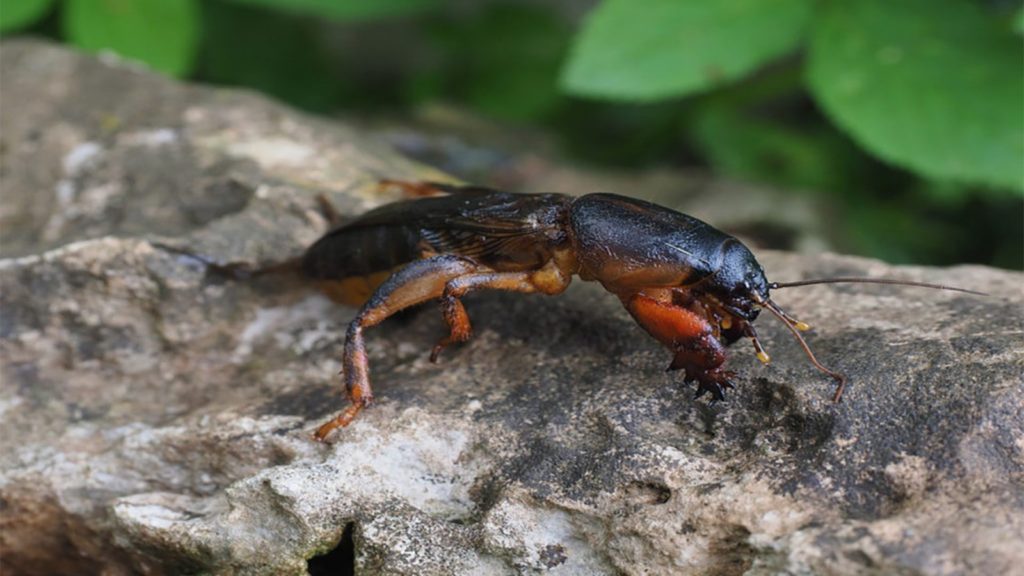 Mole Cricket Insect
