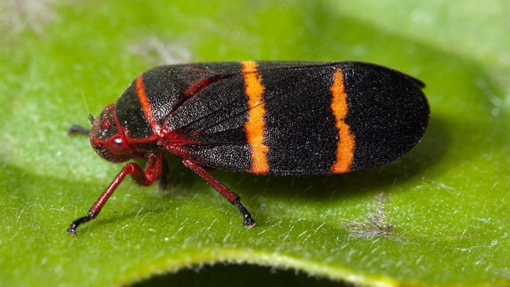 Spittlebug close up insect control