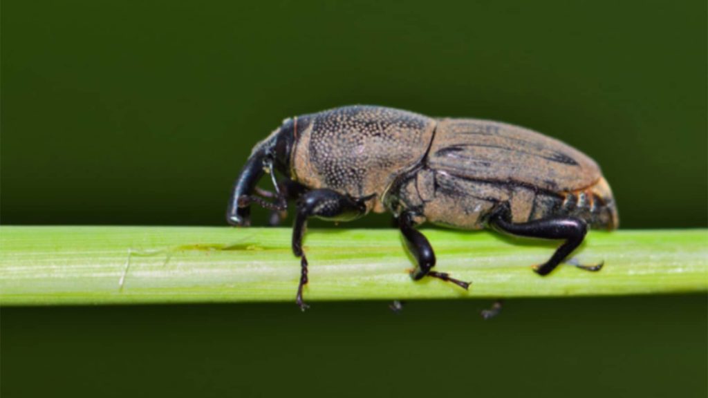 Hunting Billbug Insect
