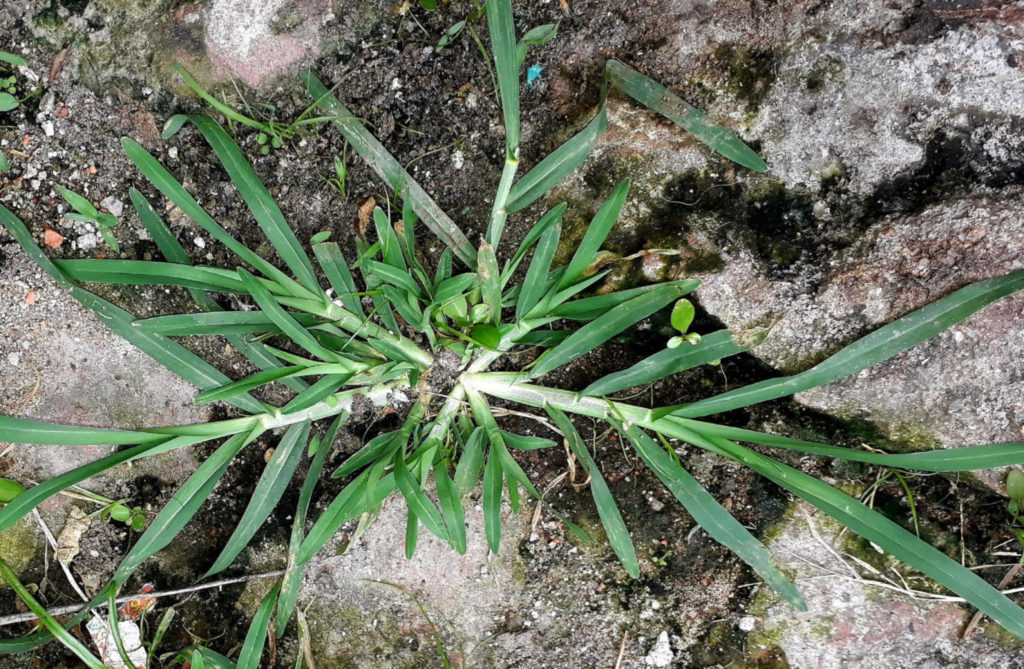 Goosegrass weed