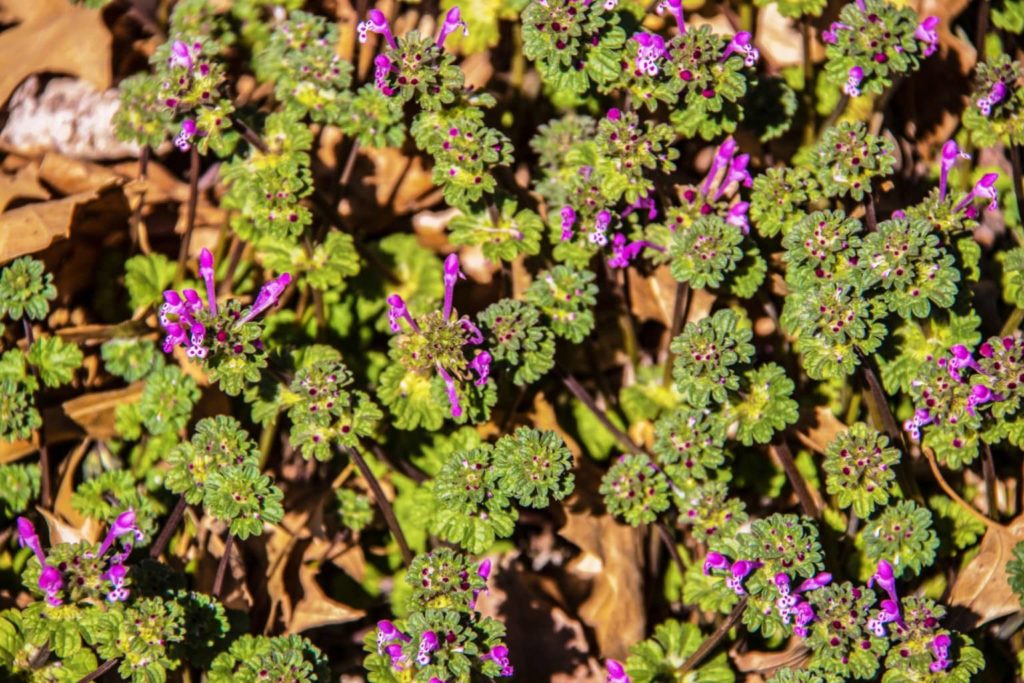 Henbit