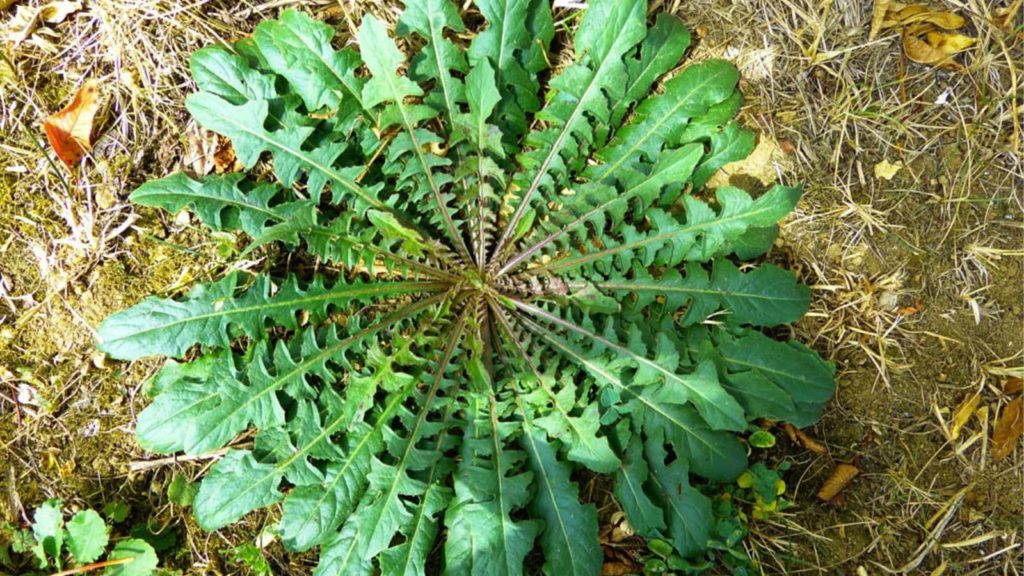 Dandelion Leaves Close Up