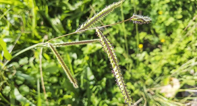 Weed Dallisgrass