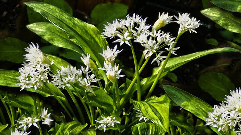 Wild Onion Weed In Grass Close Up