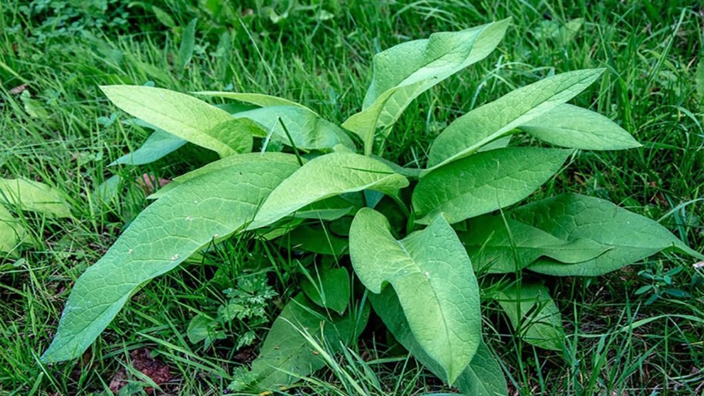 Plantain Weed In Grass Close Up