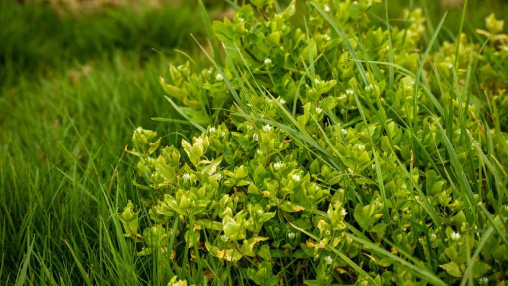 Chickweed In Grass