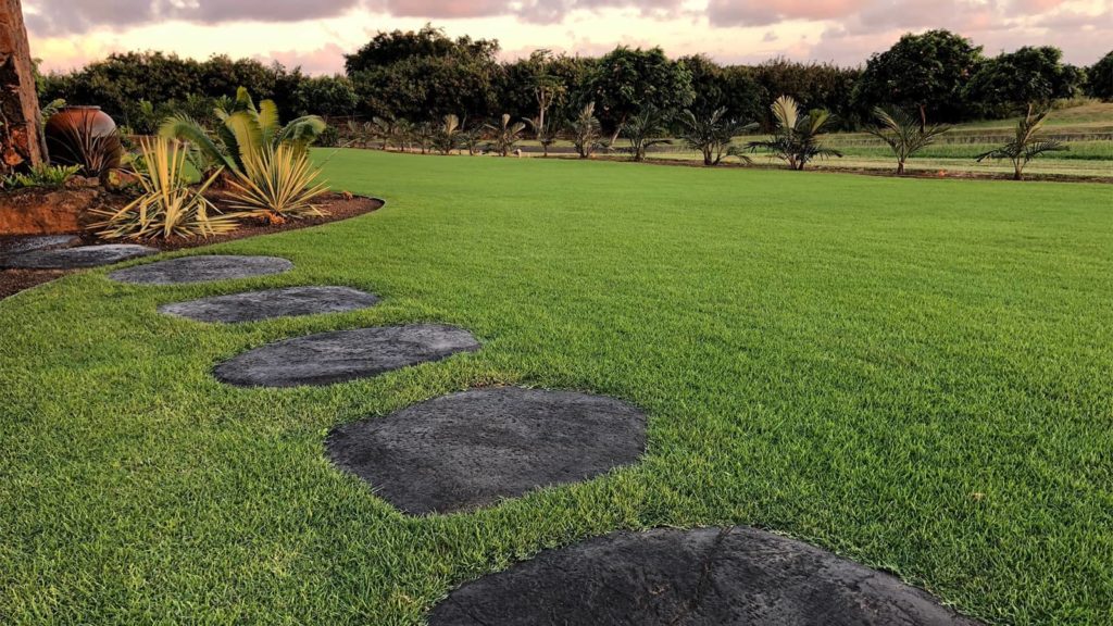 Pure Dynasty Paspalum Grass In Hawaii